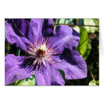 Cartão da flor do Clematis roxo