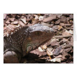 Cartão da iguana