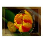 Cartão da tulipa cartões postais