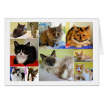 Cartão de aniversário da colagem do gato