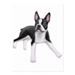 Cartão de Boston Terrier Cartao Postal
