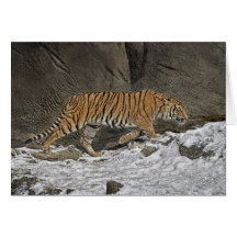Cartão de Cub do bebê de oito meses do tigre