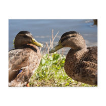 Cartão de dois patos cartões postais
