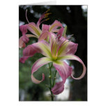 Cartão de nota do hemerocallis