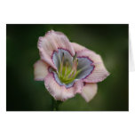 Cartão de nota do hemerocallis