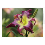 Cartão de nota do hemerocallis