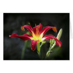 Cartão de nota do hemerocallis