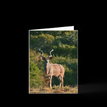 Cartão de nota do leste de Kudu do cabo postais