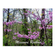 Cartão de Redbud Missouri Cartões Postais
