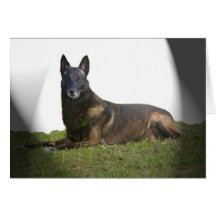 Cartão de simpatia de Malinois do belga