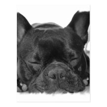 Cartão do buldogue francês cartoes postais