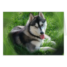 Cartão do cão do rouco Siberian