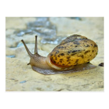 Cartão do caracol de jardim cartoes postais