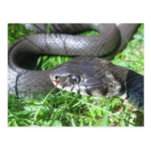 Cartão do cobra de grama cartões postais