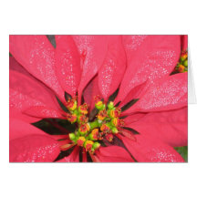 Cartão do feriado de Pointsettia