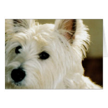 Cartão do filhote de cachorro de Bichon Frise
