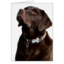 Cartão do filhote de cachorro de Brown labrador re
