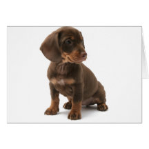 Cartão do filhote de cachorro do Dachshund