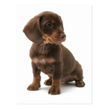 Cartão do filhote de cachorro do Dachshund Cartões Postais