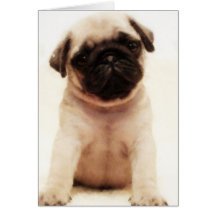Cartão do filhote de cachorro do Pug