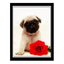 Cartão do filhote de cachorro do Pug Cartao Postal