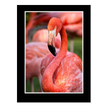 Cartão do flamingo cartoes postais
