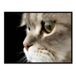 Cartão do gatinho do Acima-Fim Cartões Postais