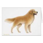 Cartão do golden retriever
