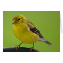 Cartão do Goldfinch