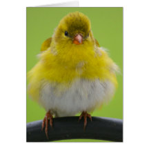 Cartão do Goldfinch