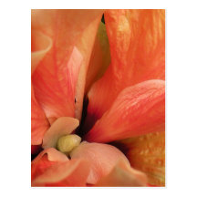 Cartão do hibiscus do abstrato da garganta do enta cartoes postais
