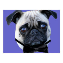Cartão do Pug do menino Cartões Postais
