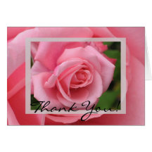 Cartão do rosa do rosa