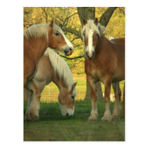 Cartão dos cavalos de esboço do Palomino Cartões Postais