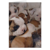 Cartão dos filhotes de cachorro do buldogue