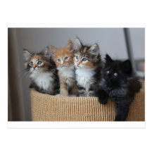Cartão dos gatinhos cartão postal