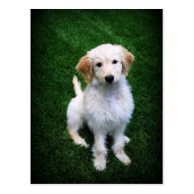 Cartão dourado do filhote de cachorro do Doodle Cartões Postais