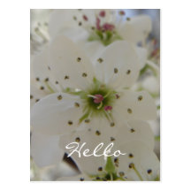 Cartão floral branco cartoes postais