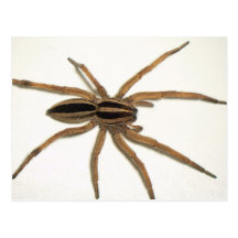 Cartão irracional da aranha de lobo cartoes postais