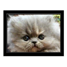 Cartão persa do gatinho cartão postal