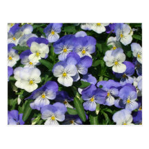 Cartão roxo dos Pansies Cartao Postal