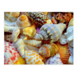 Cartão tropicais da fotografia dos Seashells Cartao Postal