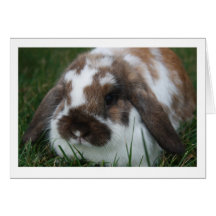 Cartão vazio do coelho de Holland Lop