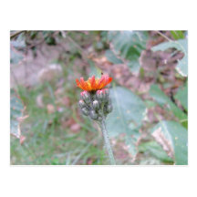 cartão vermelho da flor cartao postal