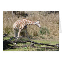 Cartões de nota do animal selvagem