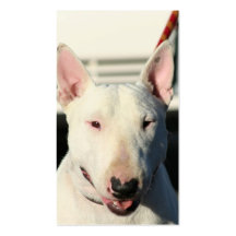 Cartões de visitas de bull terrier