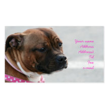 Cartões de visitas de Staffordshire bull terrier