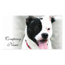 Cartões de visitas de Staffordshire Terrier