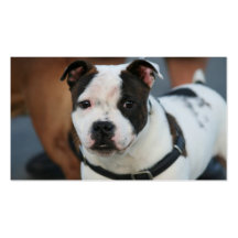 Cartões de visitas novos de Staffordshire bull ter