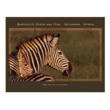 Cartões do safari da mãe & do bebê da zebra cartões postais